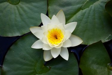 Lotus Blume